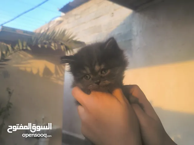 قطط اناث  شانشلا العمر 45 يوم عنواني ابو الخصيب حمدان سعر التك 75