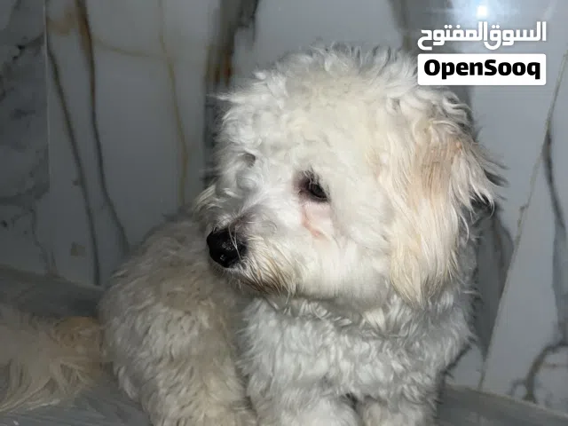 من سلالة كوتون دي توليو أليف جدا
