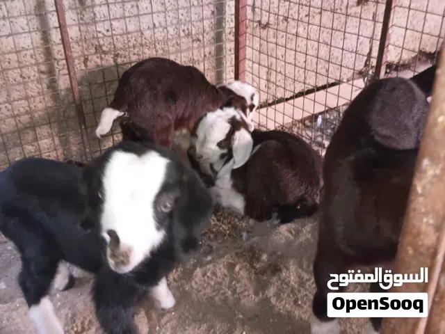 مواليد مذار للبيع