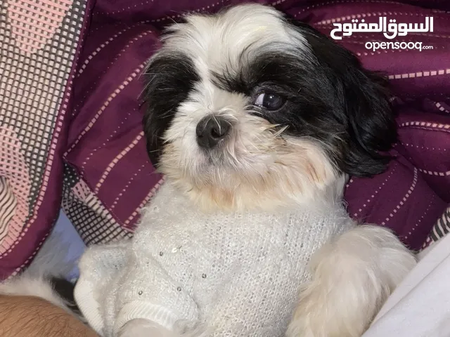 Shihtzu female dog for adoption
