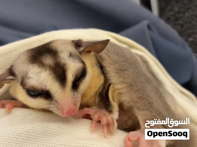 شوقر غلايدر sugar glider
