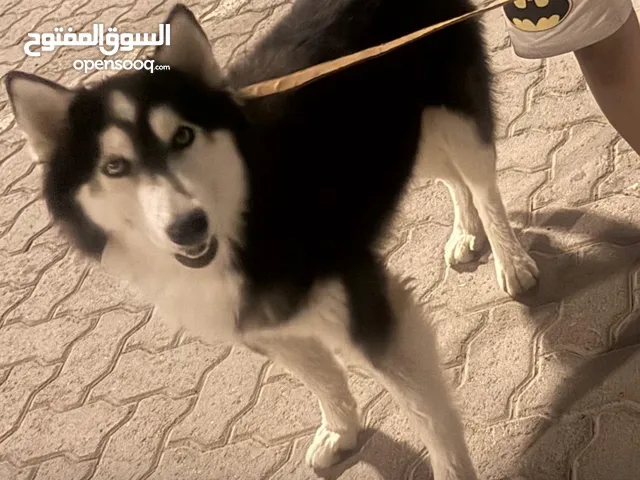 Husky for sale one year old have passport