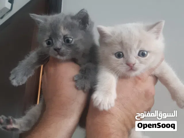 Scottish fold kitten