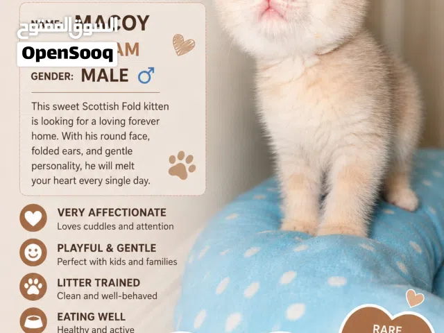 Scottish fold and Scottish straight kitten for sale