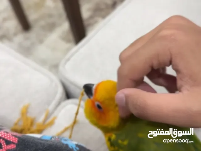 صن كنيور ربوه
