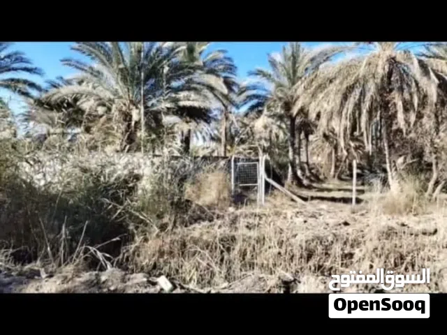 بستان نخيل ملك طابو صرف  للبيع  في  الجرية