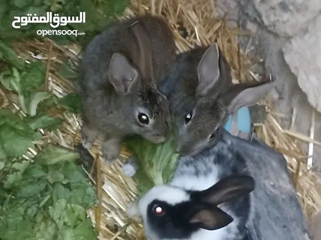 ارانب مالطيه . عربيه . انظاف لا قوه الا بالله