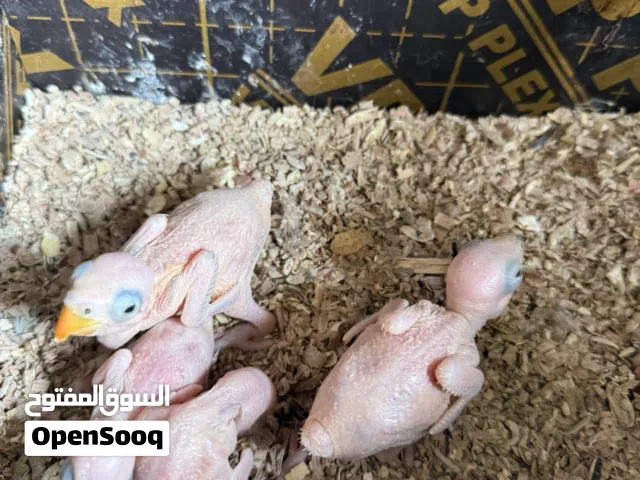 فروخ دره اخضر