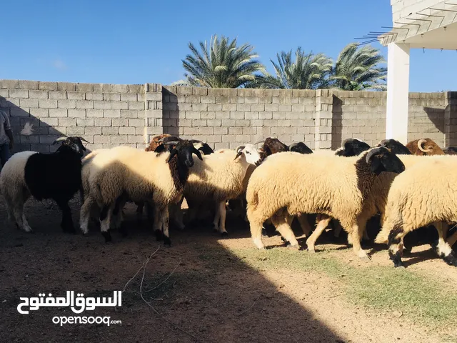 حوالا للبيع