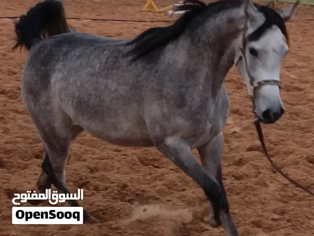 مهرة عربية اصيلة خط جمال مصرية بيور