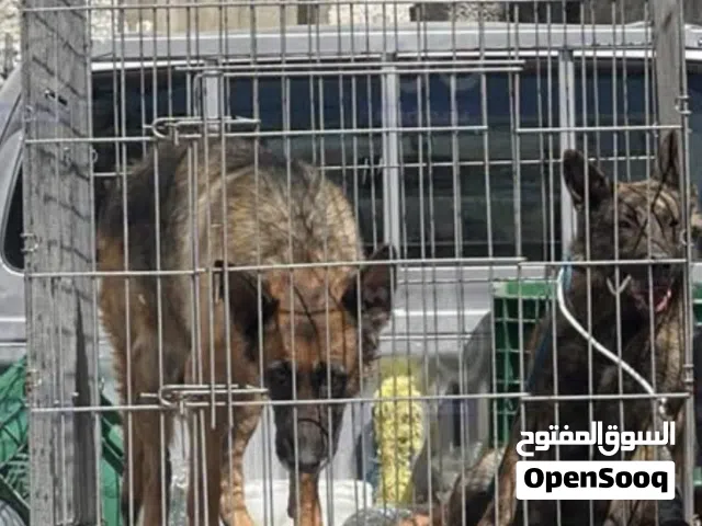 مطلوب انثي كلب حشاكم اي نوع للتربيه