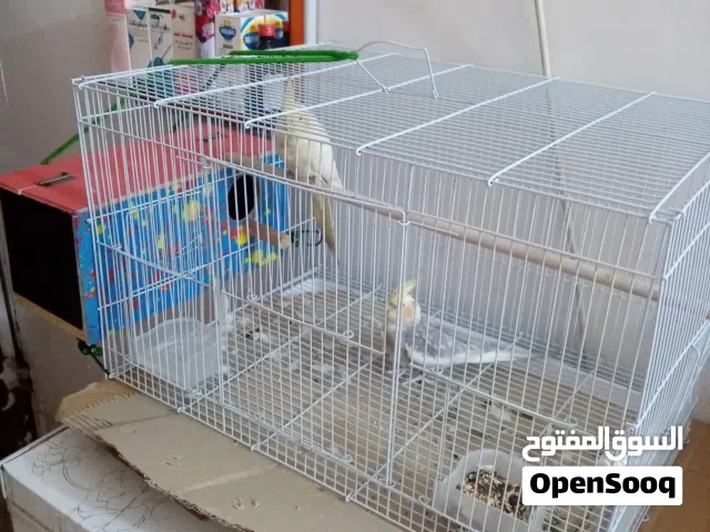 طيور كوكتيل للبيع