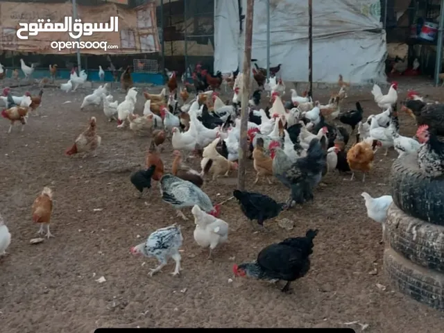 chicken for sale