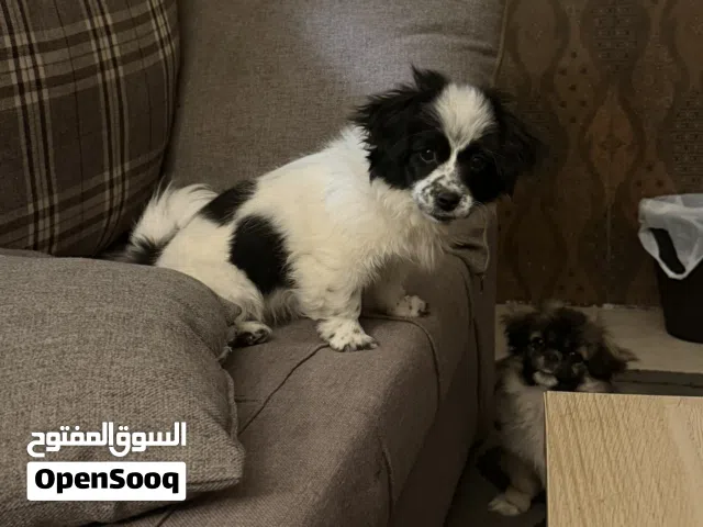 كلاب باكنيز للبيع بسعر مميز الواحدة ب 50 لداعي السفر