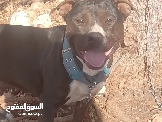 كلب بتبول بولي لبيع