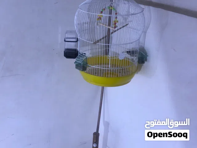 كناري للبيع فحل