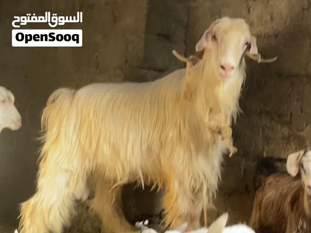 سخل عماني ( اغنام )