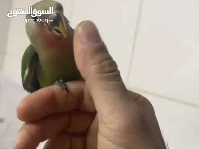 Fully hand teamed African love bird baby