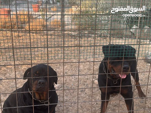 روت وايلر ذكر و انثى
