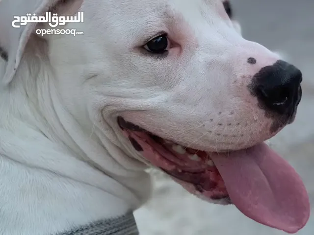 Dogo arganteno so danger and pretty at the same time كلب دوجو ارجنتيتو للبيع لدواعي السفر