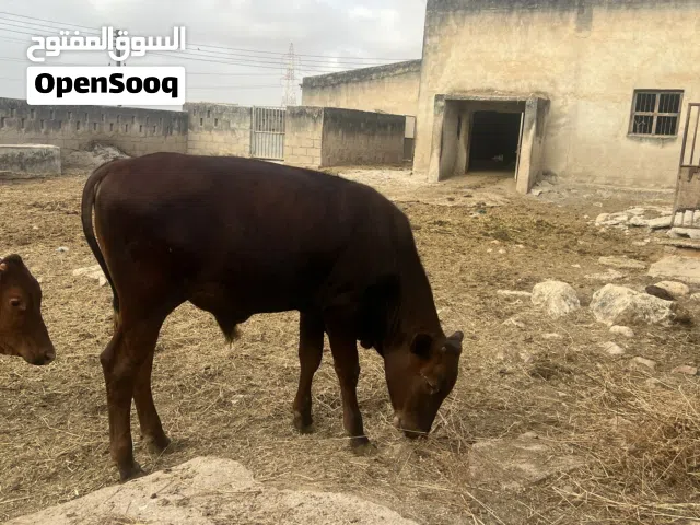 فعور للبيع