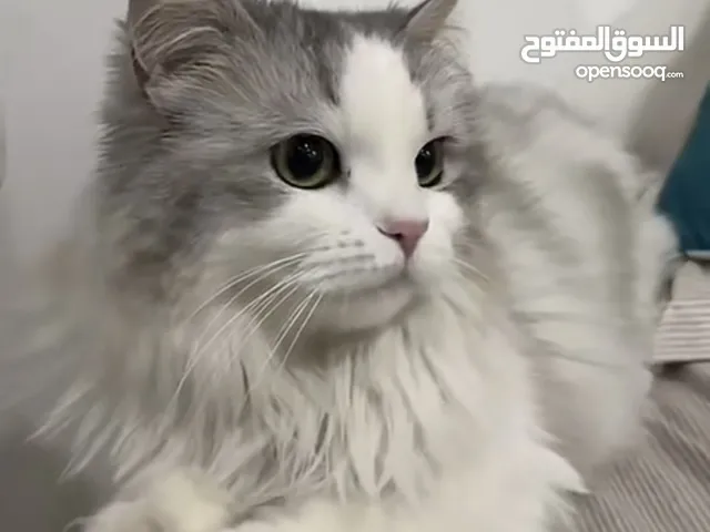 قطوة شيرازي مع مستلزماتها