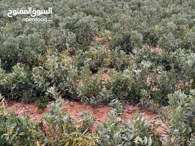 ارض ب 1950 دينار فقط بجنوب عمان وقوشان مستقل!