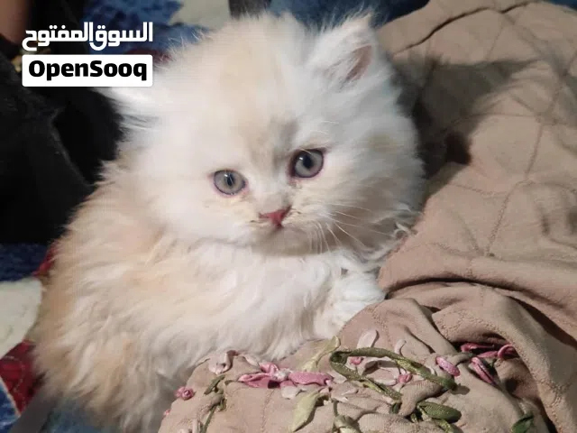 ذكر شيرازي اشقر ع ابيض