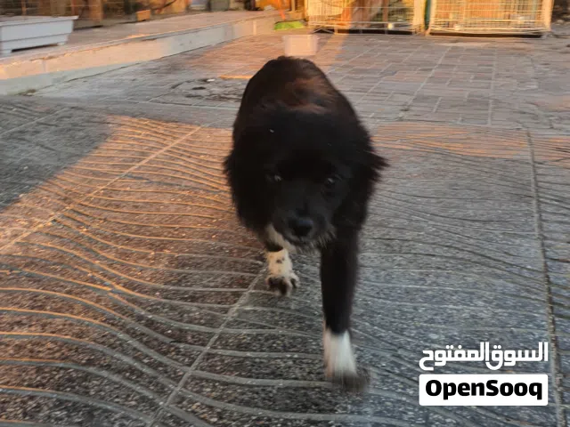 بومرينيان أنثى