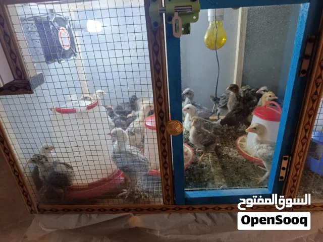 افراخ كتاكيت دجاج عرب خط اول عمر شهر للبيع