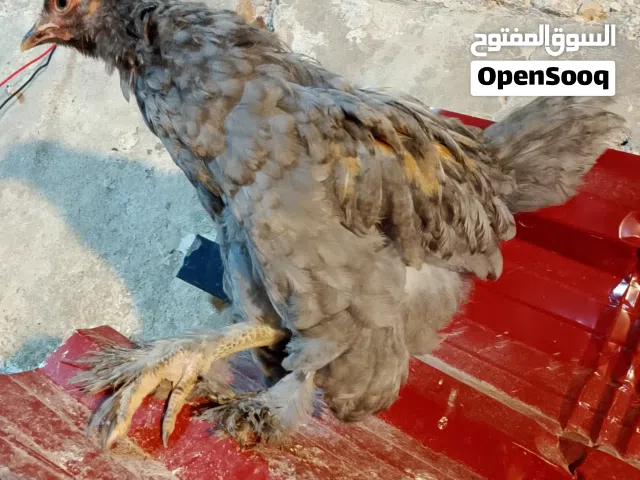 يوجد صوص براهمي حبه جانبو جميع الوان بيض بلدي