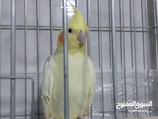 حبة كوكتيل لاتينو زق يدوي ذكر عمر 9 اشهر بطير وبيجي عليك هدد داخلي 35 مع قفص كاسكو جديد + فحل كنار