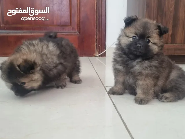 بومرينيان حديث الولادة بعمر شهر ونصف