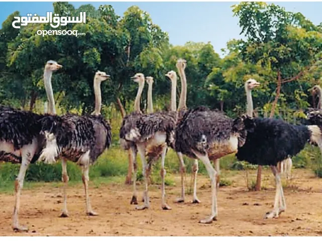 For Lease - Ostrich Farm for Investment Opportunity