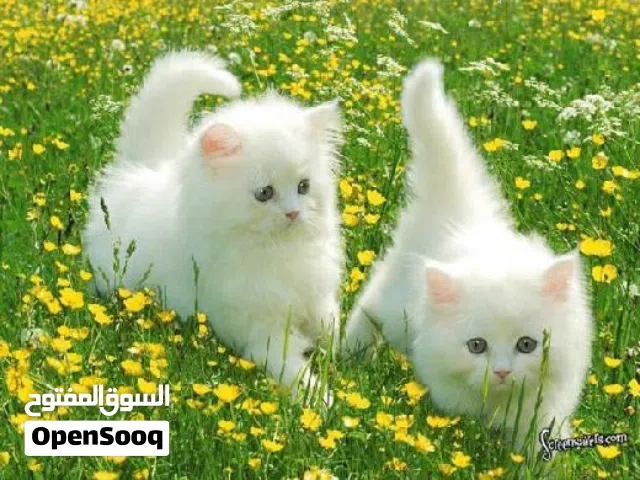 محميه قطط شيرازي