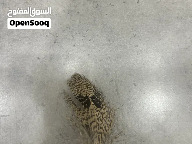 ريش طير حباره للبيع
