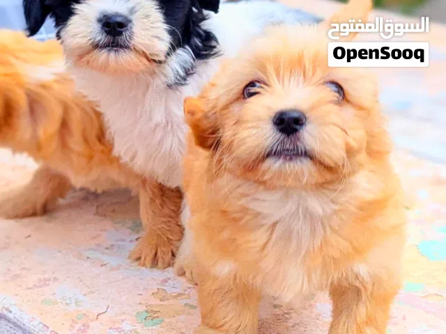 Bichon Havanais