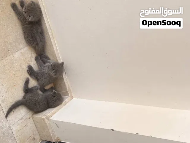 سنانير للبيع