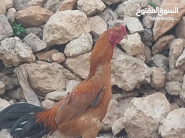 بيض باكستاني