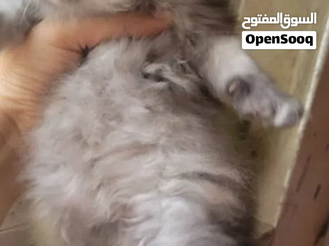 قطط لي بيع الموقع تعز الحوبان يوجود خدمات توصل لي اي مكان