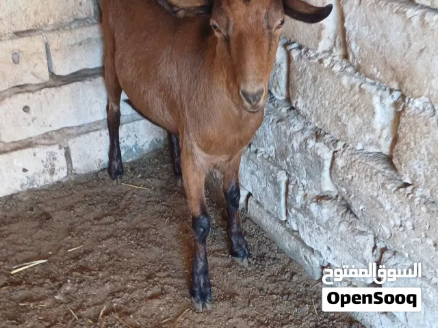 عنز البين فرنساوي عشراء