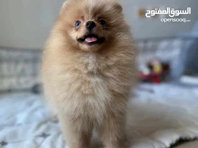 Female Mini Pomeranian