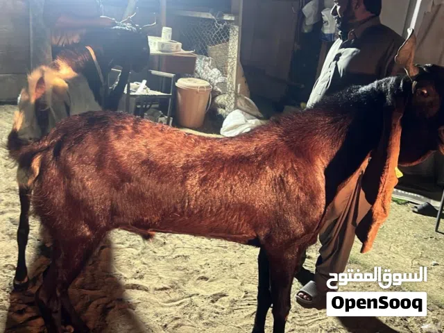 In Qusias cattle market