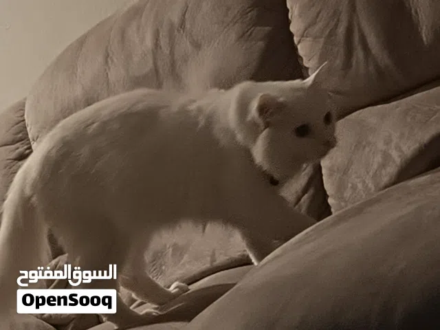 شيرازي ذكر هادء وذكي عمره سنه وشهرين