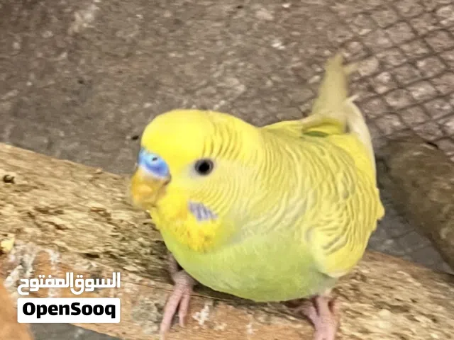 زوج طيور حب