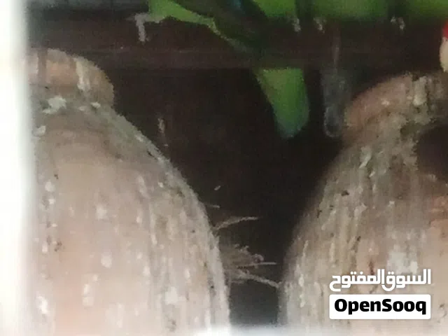 للبيع روز انتاج محلي م شاء الله