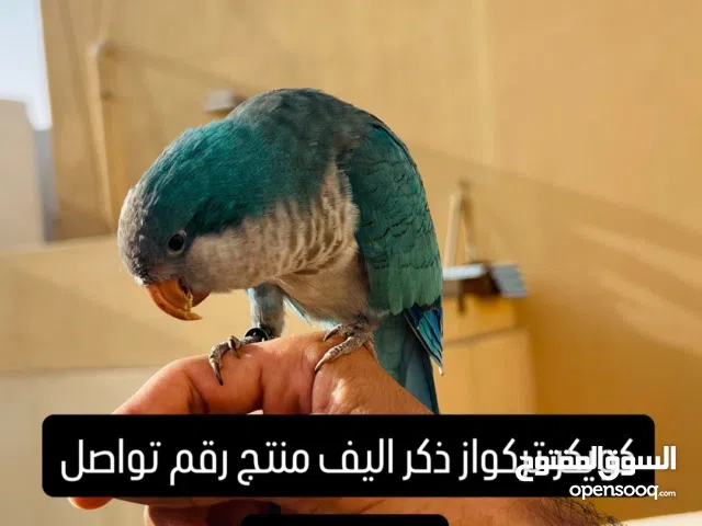 ذكر كويكر ، زوج طيور حب ، نثي كنيور أمريكن دالون