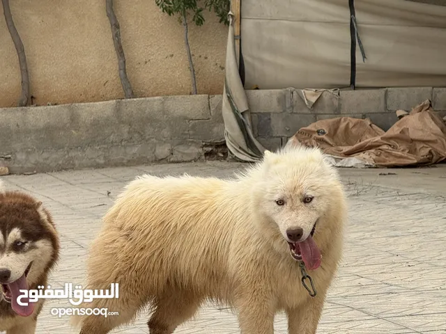 كلب هاسكي اصلي الحجم الكبير