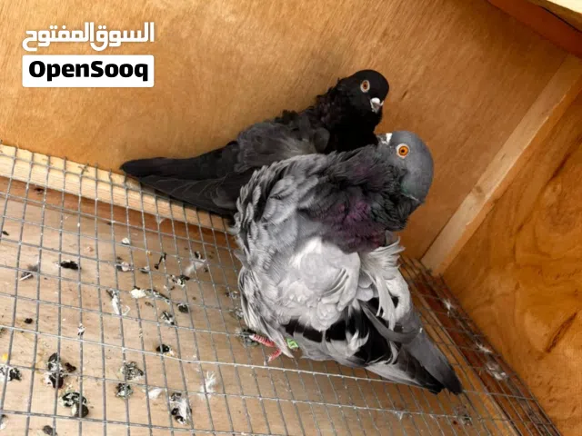 طيره وفحل جاهزات جواهن بيض شاد بيع او مراوس الوصف مهم