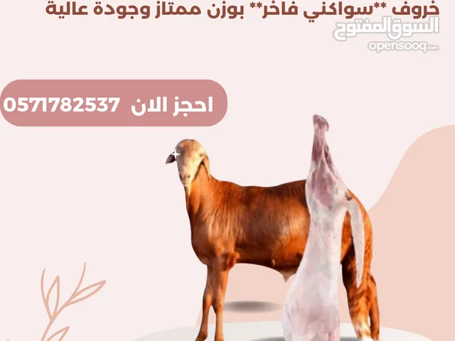 احجز اضحتك السواكني الكمية محدودة